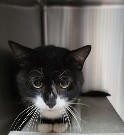 Shelter Stray Male Cat last seen Near Hickory Forest Dr 29626, Anderson County, SC, 1320 US-29, Anderson, SC 29626, USA