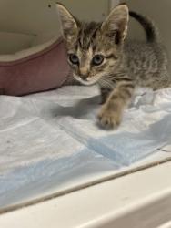 Shelter Stray Male Cat last seen pasadena street, City of Alvarado, TX, 602 S Pkwy Dr, Alvarado, TX 76009, USA