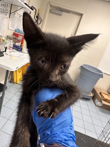 Shelter Stray Male Cat last seen Harding Blvd / Douglas Blvd, Roseville City, CA, 200 Tahoe Ave, Roseville, CA 95678, USA