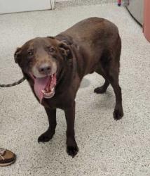 Shelter Stray Male Dog last seen James A Reed & E 90th, KCMO, 64138, 64138, MO, 7077 Elmwood Ave, Kansas City, MO 64132, USA