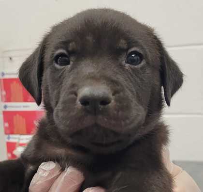 Shelter Stray Male Dog last seen E 84th St & Euclid Ave, 64132, 64132, MO, 7077 Elmwood Ave, Kansas City, MO 64132, USA