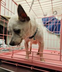 Shelter Stray Male Dog last seen 45th and Fremont, Seattle, WA, 2061 15th Ave W, Seattle, WA 98119, USA