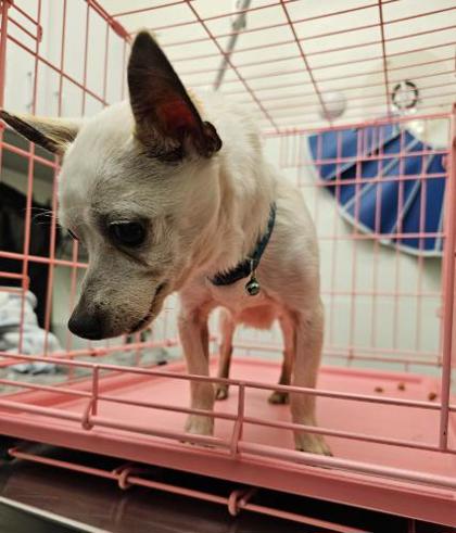 Shelter Stray Male Dog last seen 45th and Fremont, Seattle, WA, 2061 15th Ave W, Seattle, WA 98119, USA