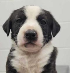 Shelter Stray Female Dog last seen E 84th St & Euclid Ave, 64132, 64132, MO, 7077 Elmwood Ave, Kansas City, MO 64132, USA