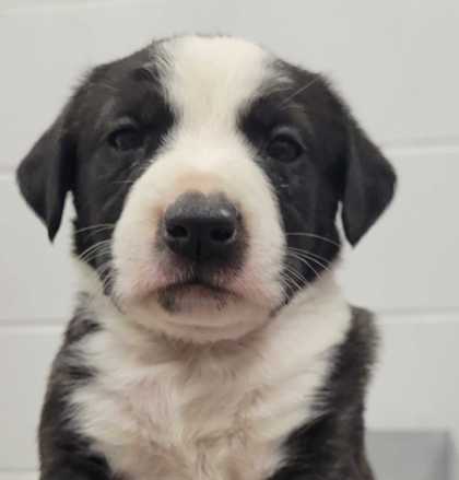 Shelter Stray Female Dog last seen E 84th St & Euclid Ave, 64132, 64132, MO, 7077 Elmwood Ave, Kansas City, MO 64132, USA