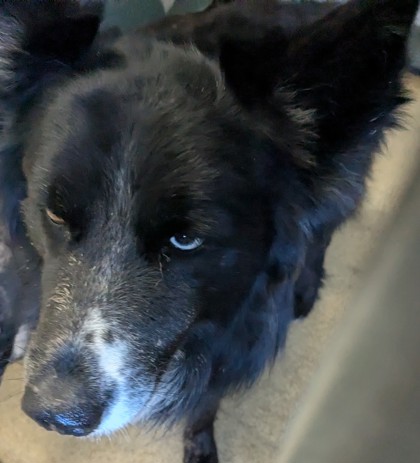 Shelter Stray Unknown Dog last seen Cherry St/ 98th Ave, Oakland,, 1101 29th Ave, Oakland, CA 94601, USA
