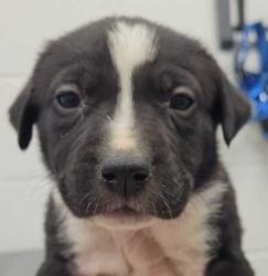 Shelter Stray Female Dog last seen E 84th St & Euclid Ave, 64132, 64132, MO, 7077 Elmwood Ave, Kansas City, MO 64132, USA