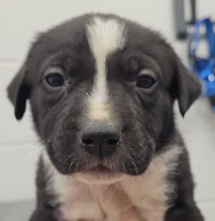 Shelter Stray Female Dog last seen E 84th St & Euclid Ave, 64132, 64132, MO, 7077 Elmwood Ave, Kansas City, MO 64132, USA