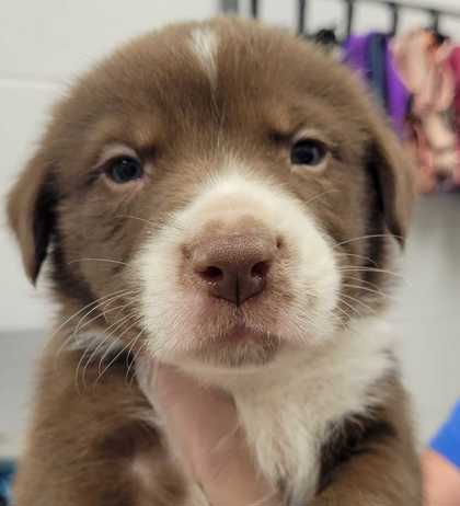 Shelter Stray Male Dog last seen E 84th St & Euclid Ave, 64132, 64132, MO, 7077 Elmwood Ave, Kansas City, MO 64132, USA