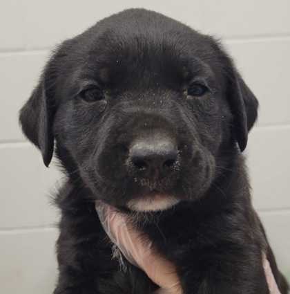 Shelter Stray Female Dog last seen E 84th St & Euclid Ave, 64132, 64132, MO, 7077 Elmwood Ave, Kansas City, MO 64132, USA