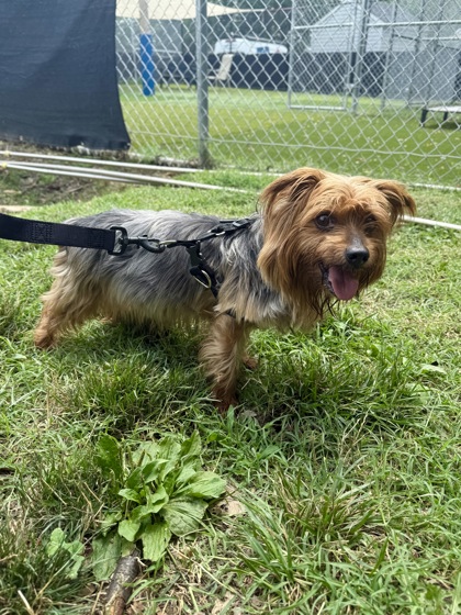 Shelter Stray Male Dog last seen Near Wilkens Ave, Baltimore, MD 21223, 21223, MD, 301 Stockholm St, Baltimore, MD 21230, USA