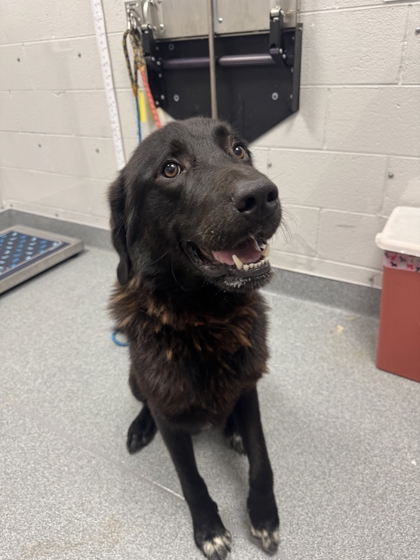 Shelter Stray Male Dog last seen Near Tarwater Rd, Sevier County ACO, TN, 1008 Old Knoxville Hwy, Sevierville, TN 37862, USA