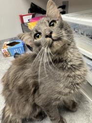 Shelter Stray Male Cat last seen Near Yellow Breeches Rd, Sevier County ACO, TN, 1008 Old Knoxville Hwy, Sevierville, TN 37862, USA