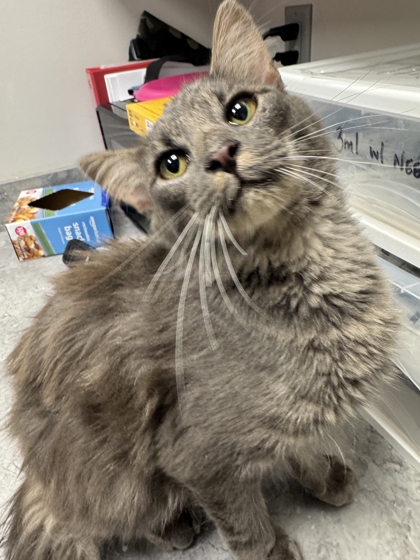 Shelter Stray Male Cat last seen Near Yellow Breeches Rd, Sevier County ACO, TN, 1008 Old Knoxville Hwy, Sevierville, TN 37862, USA
