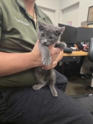 Shelter Stray Male Cat last seen , , TX, 1650 Gross Rd, Mesquite, TX 75149, USA