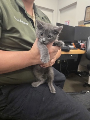 Shelter Stray Male Cat last seen , , TX, 1650 Gross Rd, Mesquite, TX 75149, USA