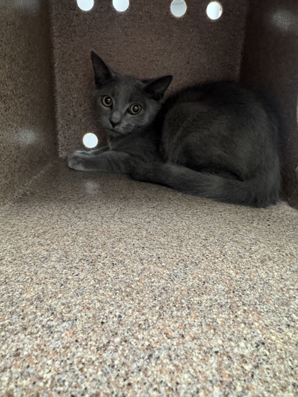 Shelter Stray Male Cat last seen Near Yellow Breeches Rd, Sevier County ACO, TN, 1008 Old Knoxville Hwy, Sevierville, TN 37862, USA