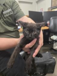 Shelter Stray Female Cat last seen , , TX, 1650 Gross Rd, Mesquite, TX 75149, USA