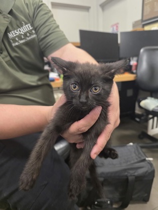 Shelter Stray Female Cat last seen , , TX, 1650 Gross Rd, Mesquite, TX 75149, USA
