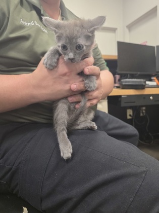 Shelter Stray Female Cat last seen , , TX, 1650 Gross Rd, Mesquite, TX 75149, USA