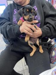 Shelter Stray Female Dog last seen Near Montana Ave, CITY of El Paso, TX, 5001 Fred Wilson Ave, El Paso, TX 79906, USA