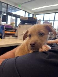 Shelter Stray Male Dog last seen Near Jonesboro RD, Union City, GA, 1251 Fulton Industrial Blvd NW, Atlanta, GA 30336, USA