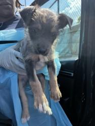 Shelter Stray Male Dog last seen Near Jonesboro RD, Union City, GA, 1251 Fulton Industrial Blvd NW, Atlanta, GA 30336, USA