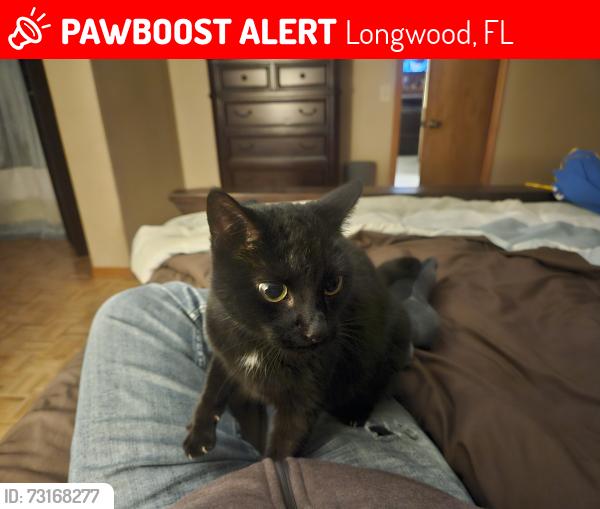 Lost Female Cat last seen Stevenage Ct and Stevenage Dr, Longwood, FL 32779