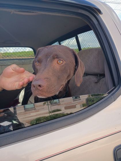 Shelter Stray Female Dog last seen Chatham Ave, Atlanta, GA, 1251 Fulton Industrial Blvd NW, Atlanta, GA 30336, USA