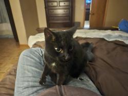 Lost Female Cat last seen Stevenage Ct and Stevenage Dr, Longwood, FL 32779