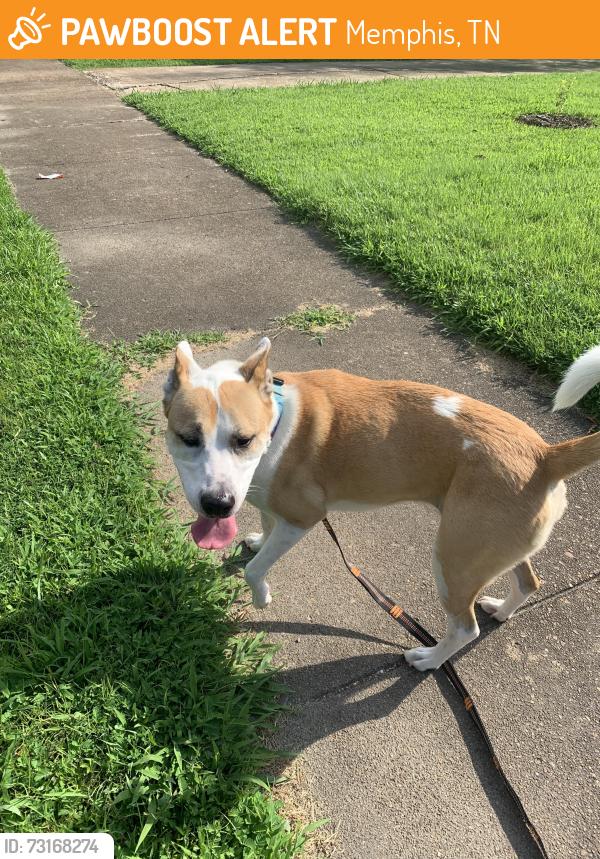 Found/Stray Female Dog last seen Cherry road and woodcrest dr, Memphis, TN 38117