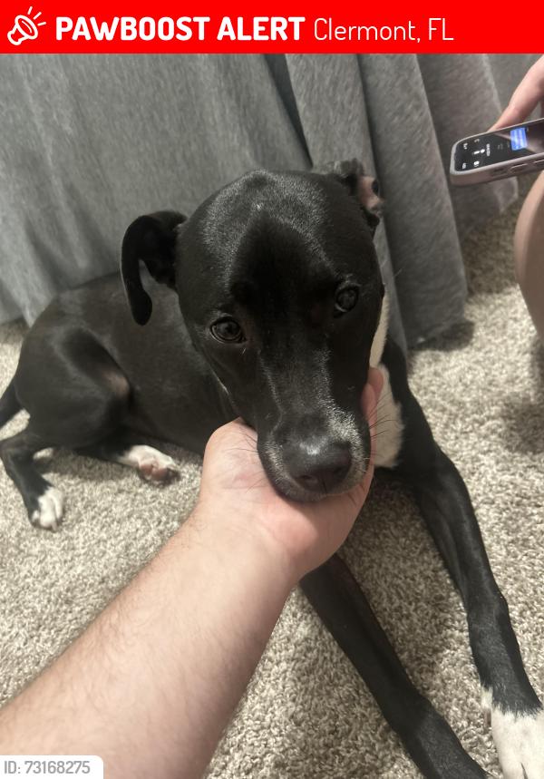 Lost Female Dog last seen River Birch Ct, Clermont, FL 34711