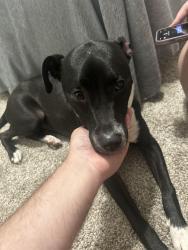 Lost Female Dog last seen River Birch Ct, Clermont, FL 34711