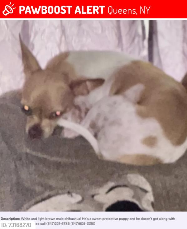 Lost Male Dog last seen Near 243 street, Queens, NY 11422