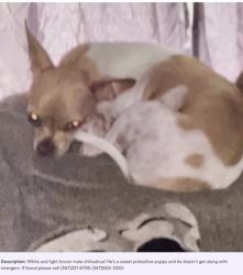 Lost Male Dog last seen Near 243 street, Queens, NY 11422