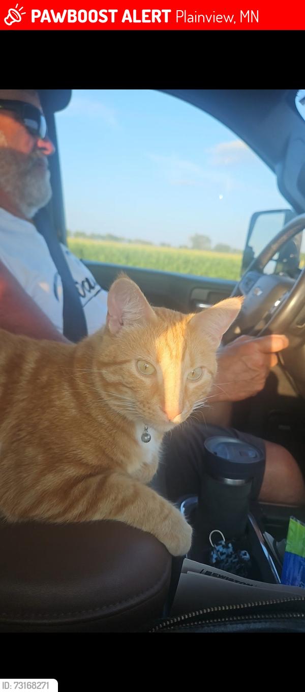Lost Male Cat last seen E Broadway Plainview, MN, Plainview, MN 55964