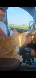 Lost Male Cat last seen E Broadway Plainview, MN, Plainview, MN 55964