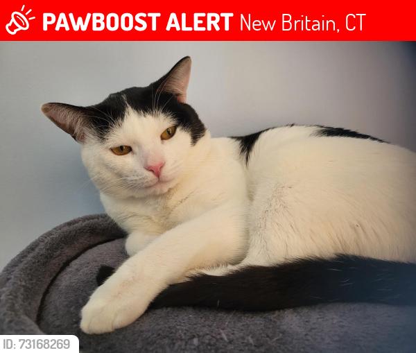 Lost Male Cat last seen East street boriexprex, New Britain, CT 06051