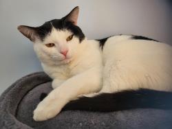 Lost Male Cat last seen East street boriexprex, New Britain, CT 06051