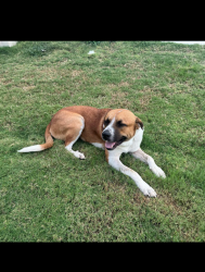 Found/Stray Male Dog last seen Seen near the golf course and wandering throughout MDL, San Antonio, TX 78221