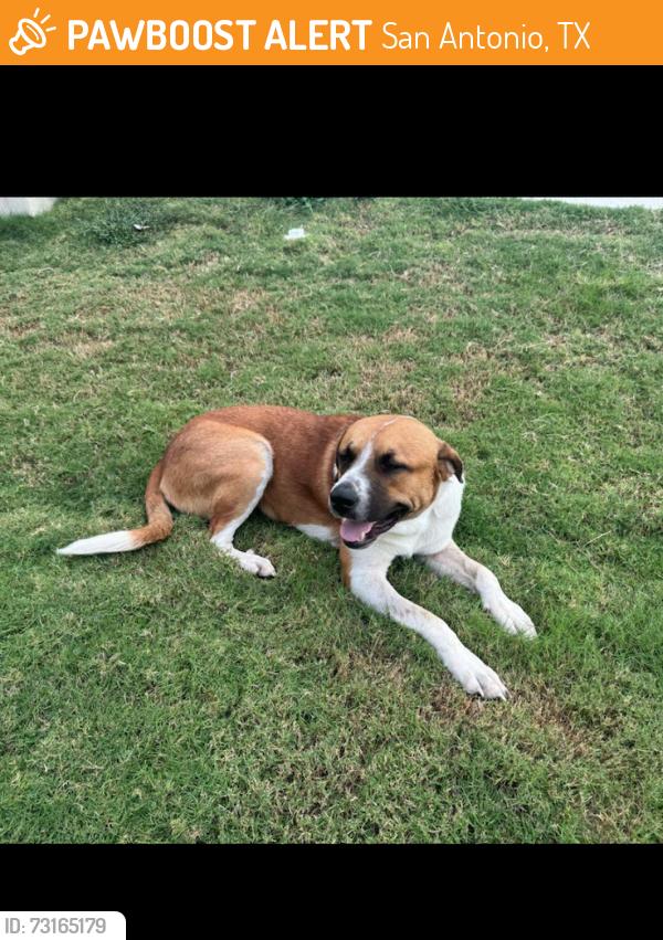 Found/Stray Male Dog last seen Seen near the golf course and wandering throughout MDL, San Antonio, TX 78221