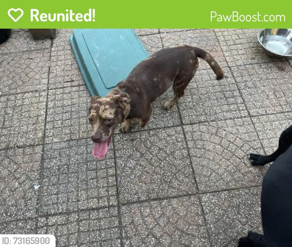 Reunited Female Dog last seen 13th and Waco, Wichita, KS 67203