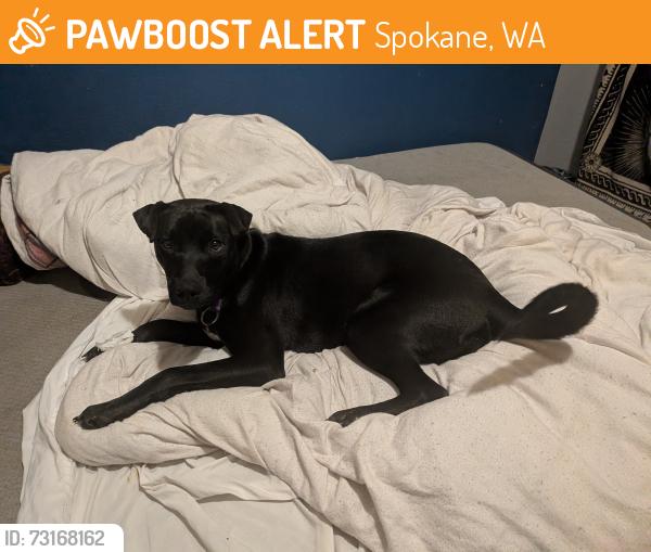 Found/Stray Female Dog last seen Corner of Arthur and Newark, Spokane, WA 99202