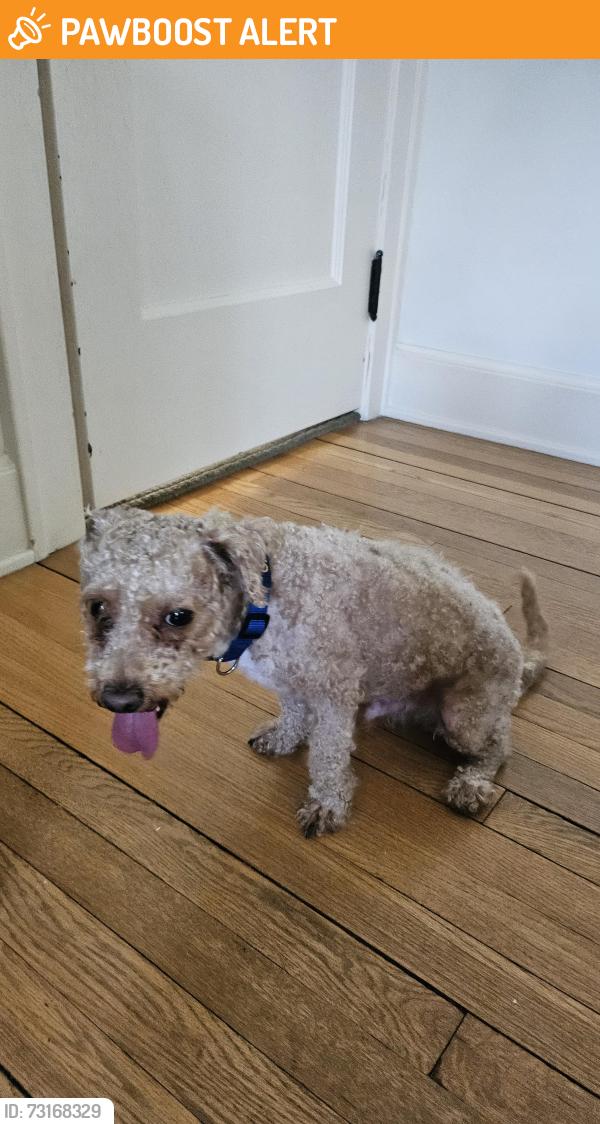 Found/Stray Male Dog last seen Roxboro elementary school, Cleveland Heights, OH 44106