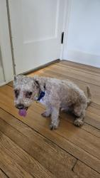 Found/Stray Male Dog last seen Roxboro elementary school, Cleveland Heights, OH 44106