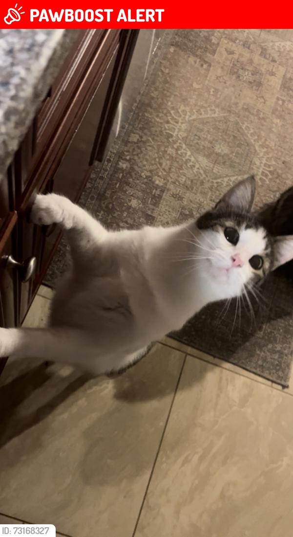 Lost Male Cat last seen ., Olmsted Township, OH 44138