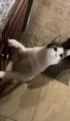 Lost Male Cat last seen ., Olmsted Township, OH 44138