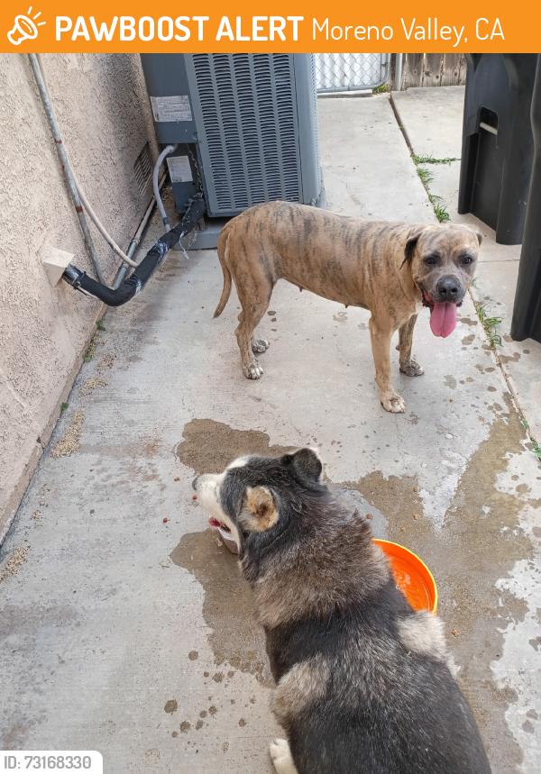 Found/Stray Unknown Dog last seen Swan & Honey Hallow, Moreno Valley, CA 92557