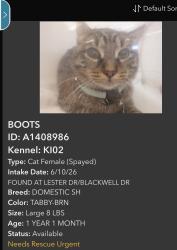 Found/Stray Female Cat last seen Lester Lane , Blackwell Drive in a box, Los Gatos, CA 95032