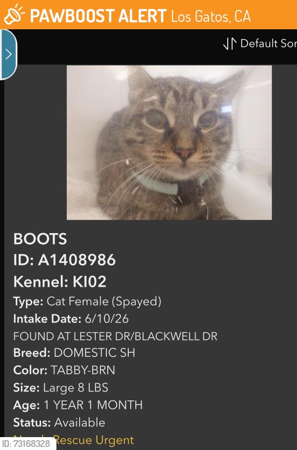 Found/Stray Female Cat last seen Lester Lane , Blackwell Drive in a box, Los Gatos, CA 95032